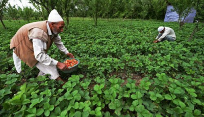 The Organic State of India- Sikkim