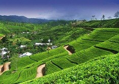 7 Days Of Sri Lanka Cuture & Tea