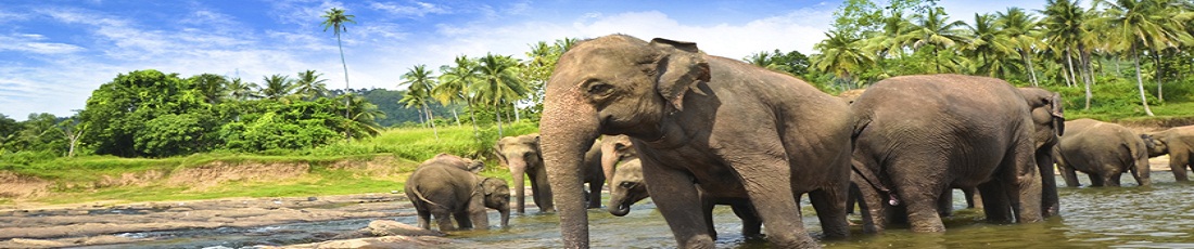  8 Days Of Sri Lanka Wildlife Tour 