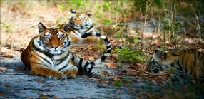 Day : 6-8 Bandhavgarh National Park