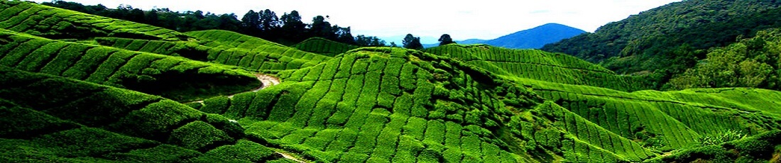  7 Days Of Sri Lanka Cuture & Tea 