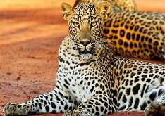 8 Days Of Sri Lanka Wildlife Tour