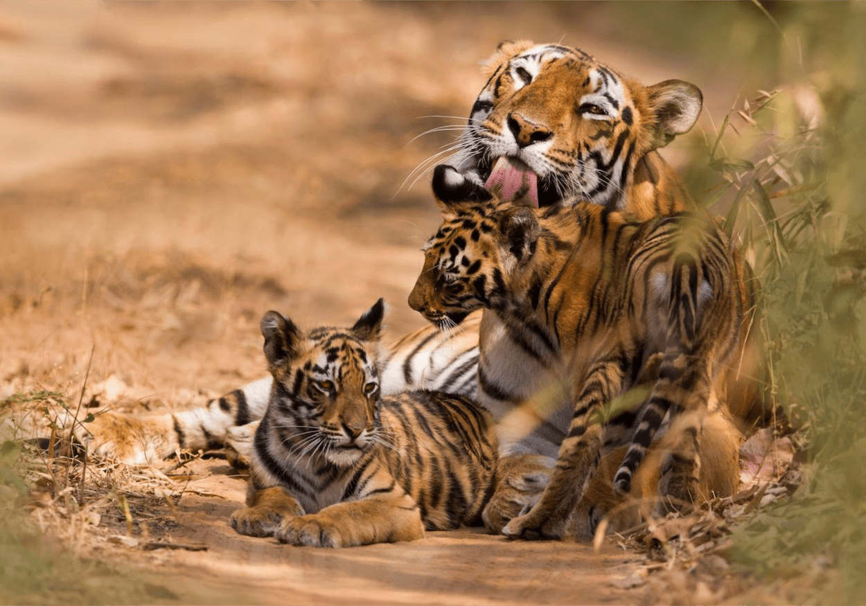 16 Days Of Tigers And India Heritage