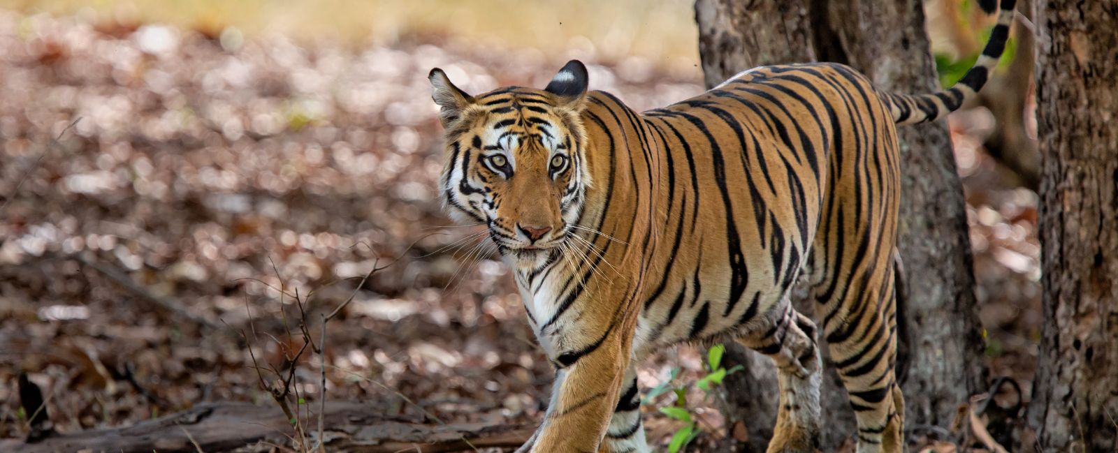 Jungle Safari in Bandhavgarh National Park