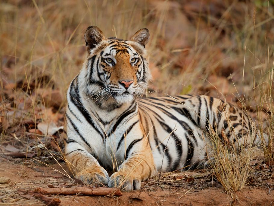  Jungle Safari in Bandhavgarh National Park in India 